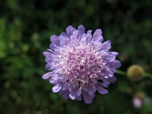 Bed and Breakfast Ai Piedi Del Catria natura