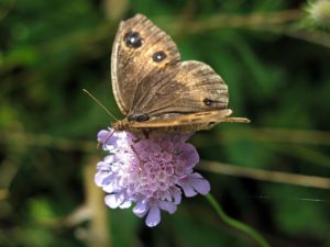 Bed and Breakfast Ai Piedi Del Catria natura