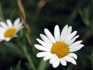 Bed and Breakfast Ai Piedi Del Catria natura