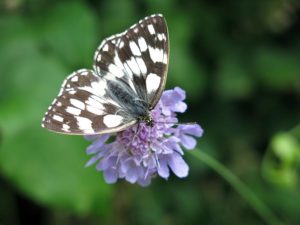 Bed and Breakfast Ai Piedi Del Catria natura