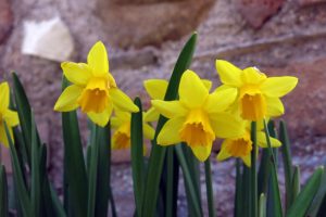 Bed and Breakfast Ai Piedi Del Catria natura